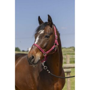 Cabezada cuadra nylon Norton Grooming