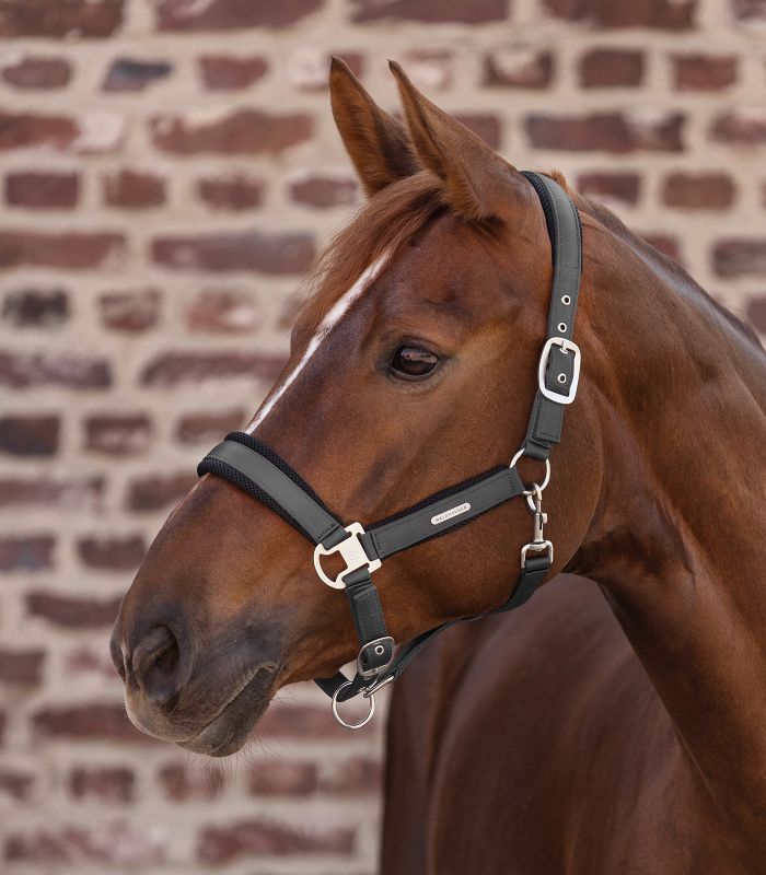 Cabezada cuadra Waldhausen Breath