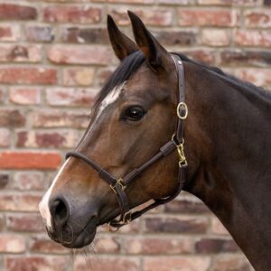 Cabezada cuadra cuero Waldhausen X-line Nevada