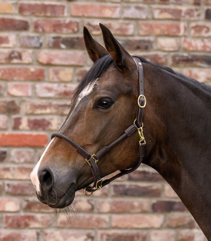 Cabezada cuadra cuero Waldhausen X-line Nevada